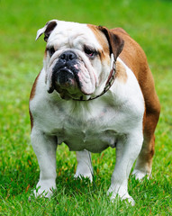 Bulldog outdoors portrait