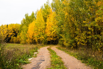 Fototapeta na wymiar A small road in the forest in autumn day