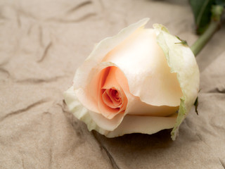 Obraz na płótnie Canvas close up of rose flower