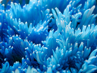 Close up of blue chrysanthemum flower