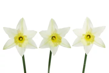 Fotobehang Single yellow narcissus flower lying on its side, composition isolated over the white background © irmoske