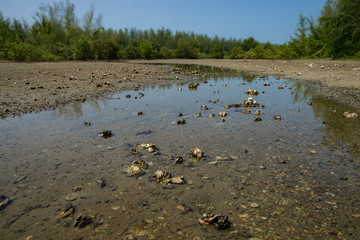 Oyster Cemetery in Mangrove forest.