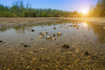 Oyster Cemetery in Mangrove forest.