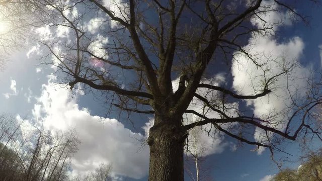 majestic oak trunk with branches in spring and white clouds motion, time lapse 4K