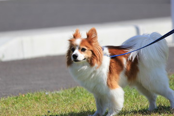 犬
