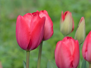 Fototapeta premium Rote Tulpen, Tulipa