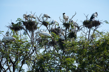 Painted Stork