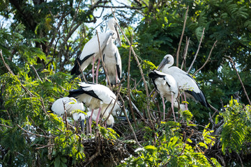 Painted Stork