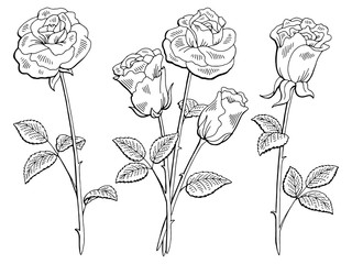 Fototapeta premium Rose flower graphic black white isolated sketch illustration vector