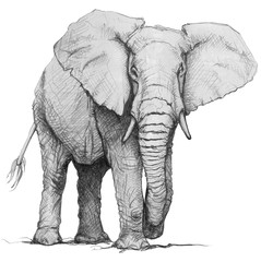 Hand drawn elephant. Pencil illustration - 143869620