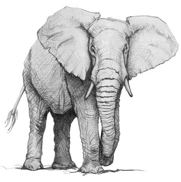 Hand drawn elephant. Pencil illustration