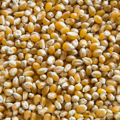 Seamless Corn kernels Texture