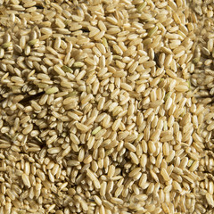 Seamless Uncooked rice Texture