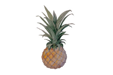 Hand painted vector watercolor pineapple