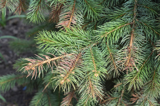 Sun scald on evergreen tree. Discolored  blue spruce needles. Winter injury.