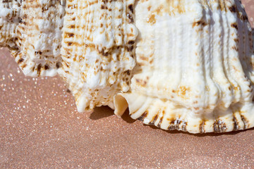 Giant Seashell Macro