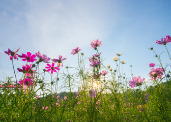 Obraz na płótnie Canvas Landscape of cosmos flower field with sunlight blue sky