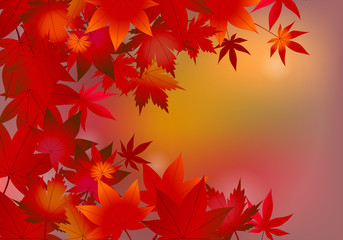 紅葉　カエデ　風景