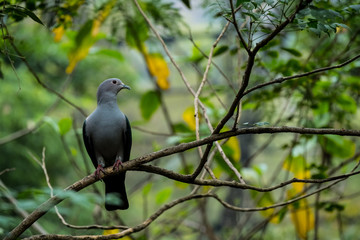 Green imperial pigeon