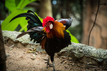 Rooster