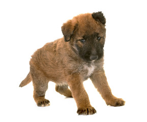 puppy belgian shepherd dog laekenois
