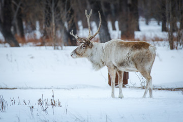 polar deer