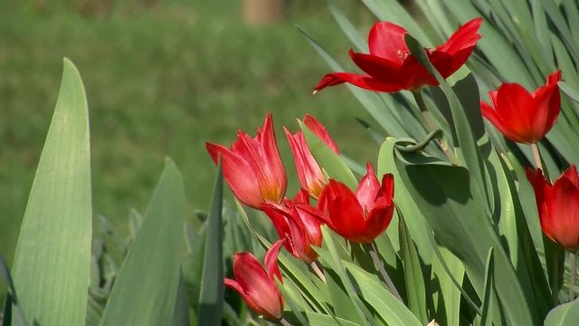 Rote Tulpen zittern im Wind