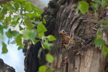 Hungry little birds in nest on tree