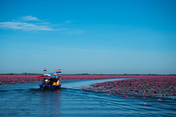 Obraz premium red lotus lake in North East of Thailand destination