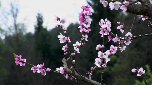Die Pfirsichblüten bewegen sich leicht im Wind
