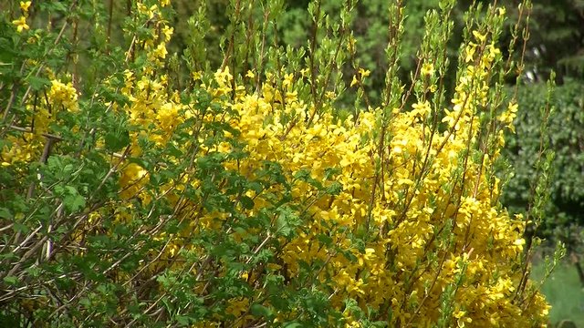 Der bl&uuml;hende Forsythienstrauch verwandelt sich wieder von gelb zu gr&uuml;n