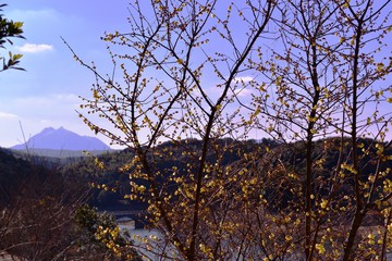 大分農業文化公園のマンサク