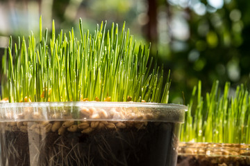 Wheat grass