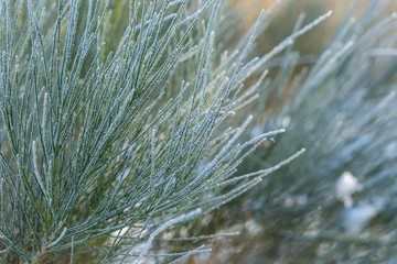 Plants with rime in close up