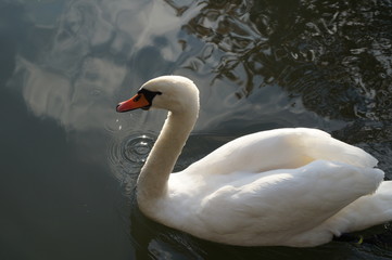 Schwan
