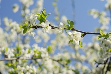 Spring White Blooming Trees