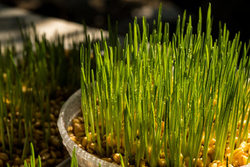 Wheat grass