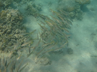 pesci e barriera corallina red sea