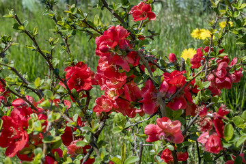 Red-blossoming false quince, ornamental shrub, Chaenomeles