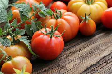 Colorful tomatoes - red,yellow , orange. Harvest vegetable cooking conception.