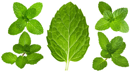 Fresh mint leaves