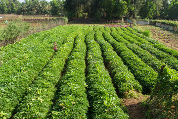 Fototapeta na wymiar Fresh shoots. Potato farm in India 