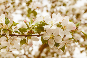 Blossom apple branch