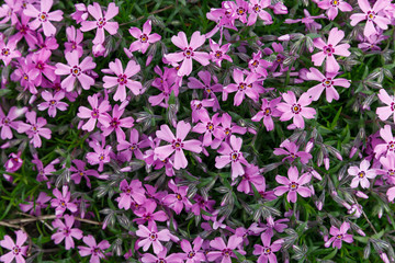 Pink flower on green background