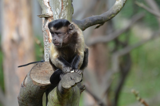 Funny Face on a Tufted Capuchin Monkey In a Tree