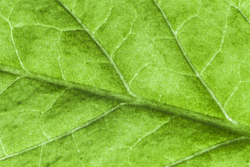 Fototapeta na wymiar Green leaf close-up as background.