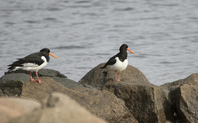 Oystercatcher