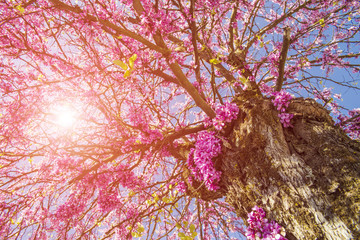 sun tree flowers sky spring for background redbud