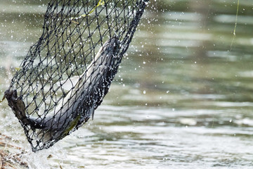 White sea bass in the fishing tournament