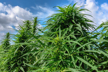 Growth green marijuana - 143875876